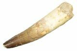 Fossil Spinosaurus Tooth - Partially Rooted #233757-1